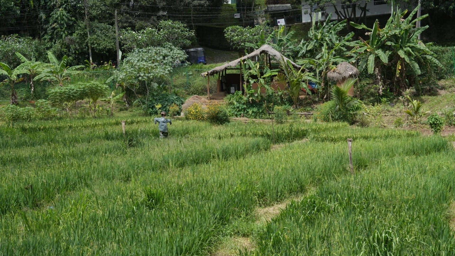Fields That Feed Us