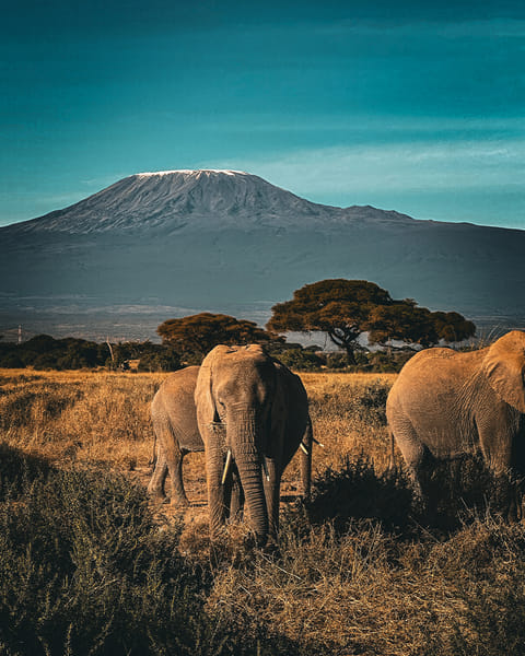 AFRICA (4).jpg