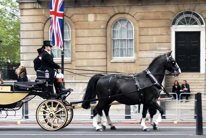 horse-drawn carriage ride